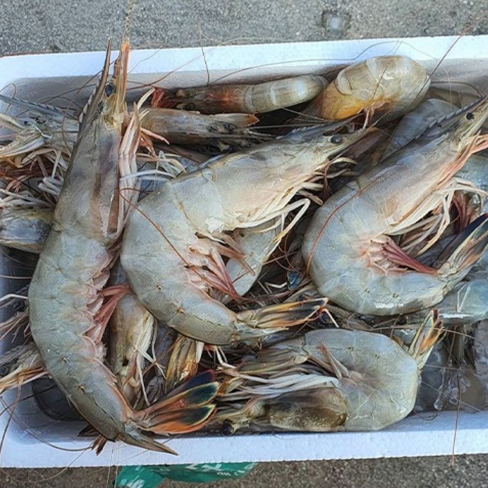 국내산 자연산 대하 제철 생물 새우 급냉 1kg 2kg 대표이미지 섬네일