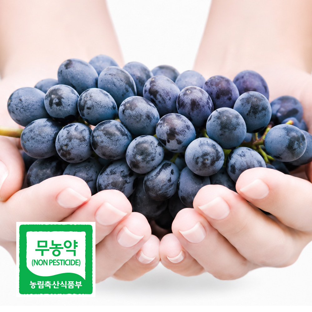 국내산 무농약 블랙펄 포도 씨없는 고당도 프리미엄 SG 블랙사파이어 가지포도