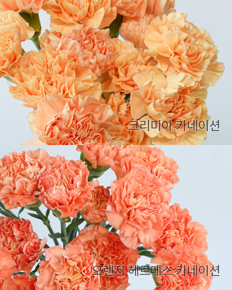 꽃시장 카네이션