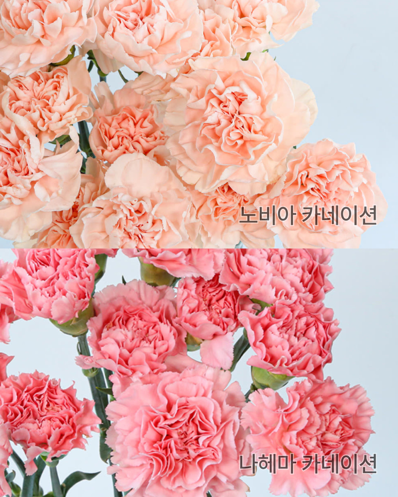꽃시장 카네이션