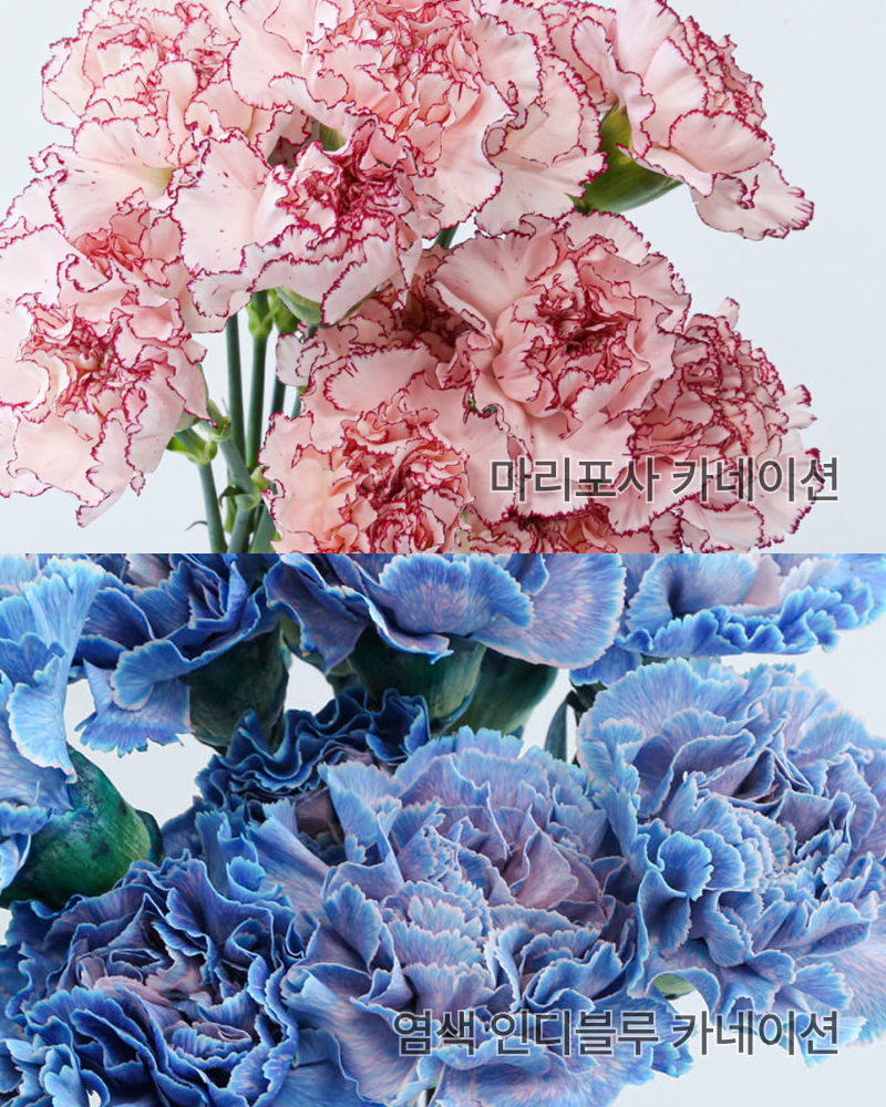 꽃시장 카네이션