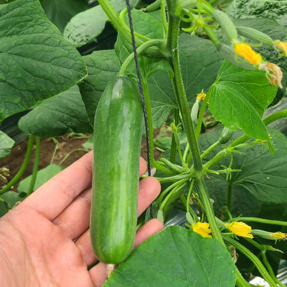 국내산 미니오이 500g 외 신선한 스낵오이 피클 생식용 산지 발송 LD