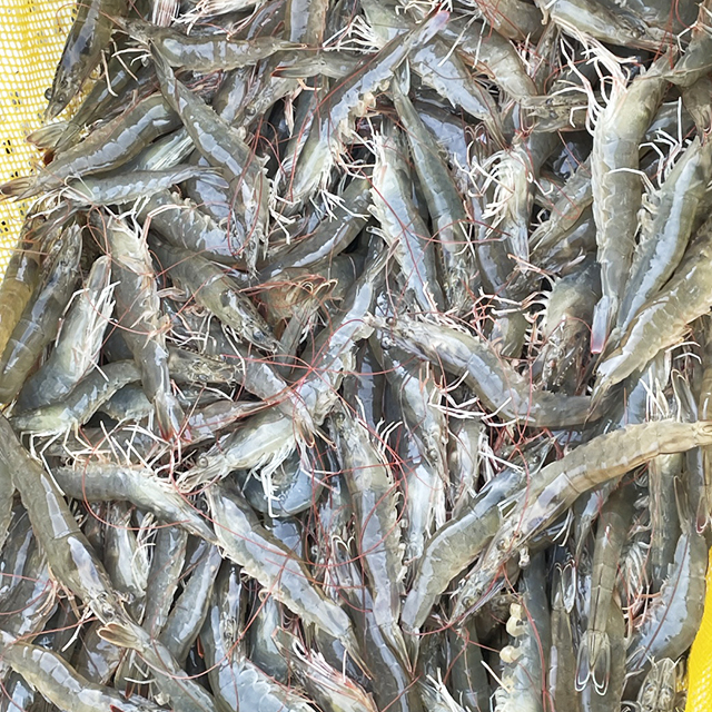 횟감용 흰다리 새우 500g 1kg 국내산 활새우 구이 찜 탕
