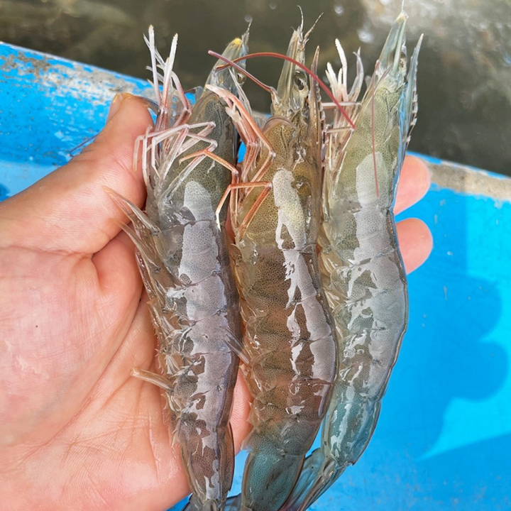 횟감용 흰다리 새우 500g 1kg 국내산 활새우 구이 찜 탕