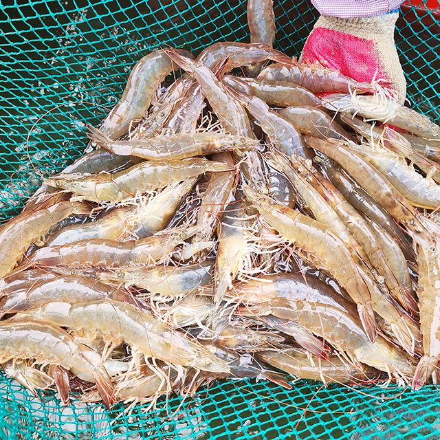 횟감용 흰다리 새우 500g 1kg 국내산 활새우 구이 찜 탕
