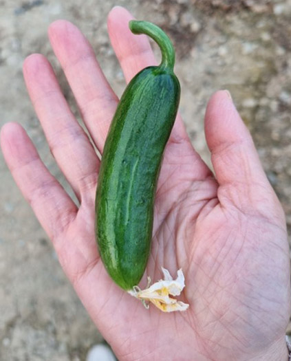 누리웰 미니오이 1kg