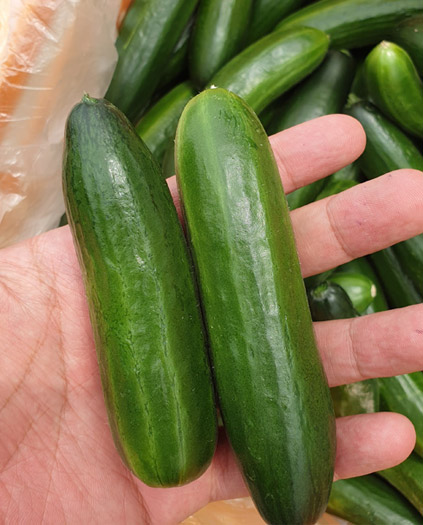 누리웰 미니오이 1kg