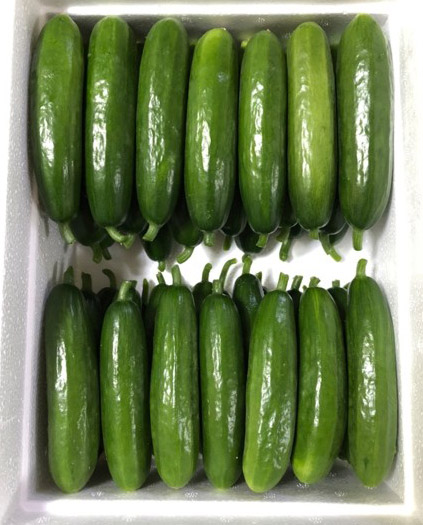 누리웰 미니오이 1kg