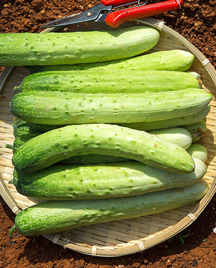 누리웰 백다다기 오이 1kg