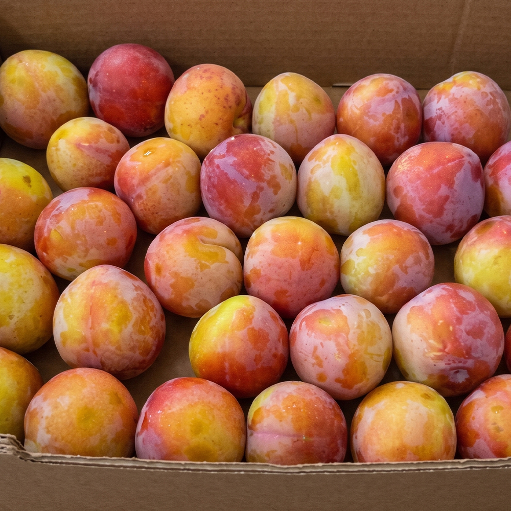새콤달콤 제철 노지 후무사 자두 1kg 2kg 3kg 4.5kg