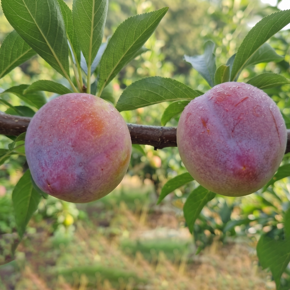 새콤달콤 제철 노지 후무사 자두 1kg 2kg 3kg 4.5kg