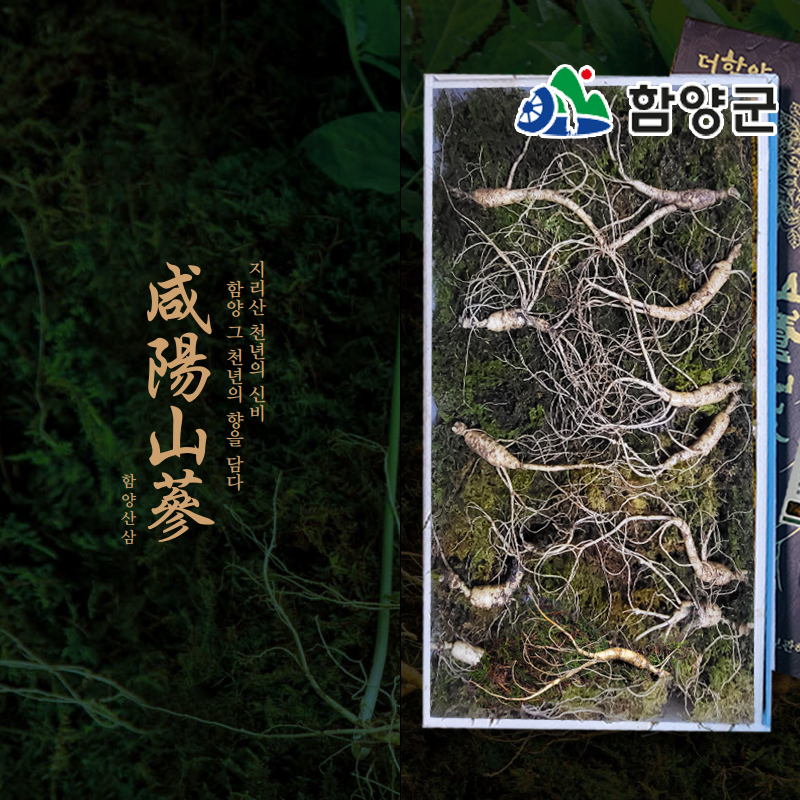 [함양시장] 유진웰빙식품 지리산 5년근 산양삼 5뿌리/10뿌리