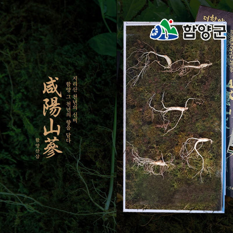[함양시장] 유진웰빙식품 지리산 5년근 산양삼 5뿌리/10뿌리