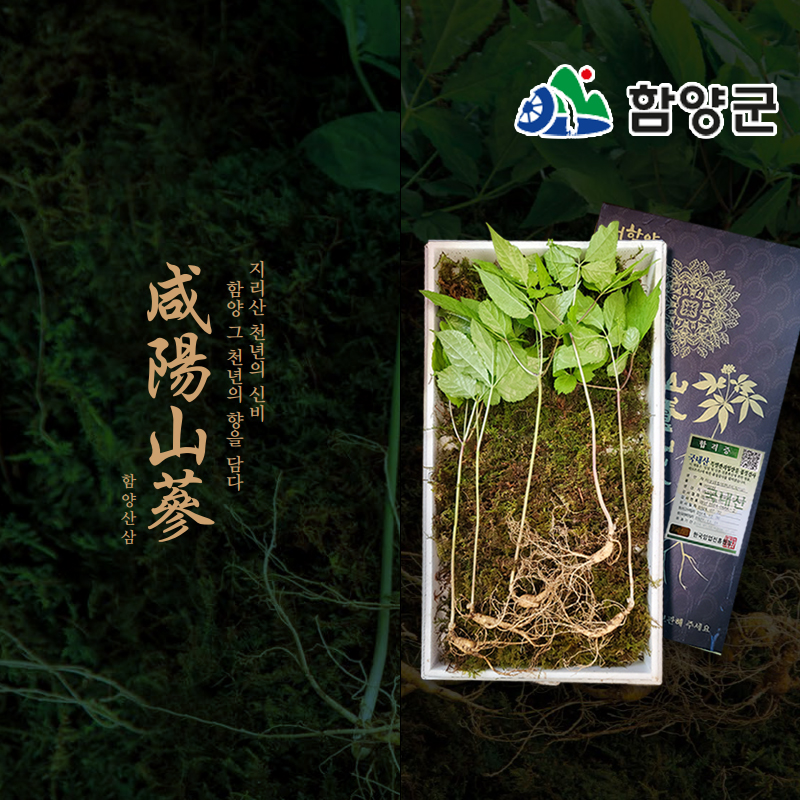 [함양시장] 유진웰빙식품 지리산 5년근 산양삼 5뿌리/10뿌리