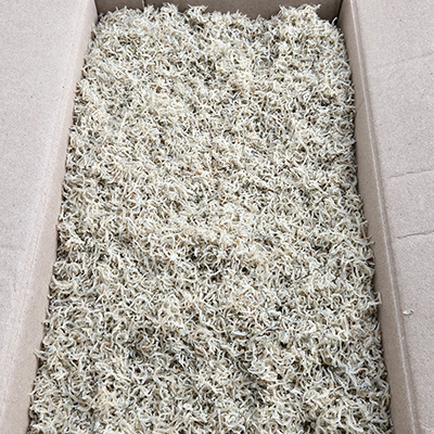 국내산 짜지않은 햇 잔지리멸치 1.5kg 어린이용 아기용 멸치 대표이미지 섬네일