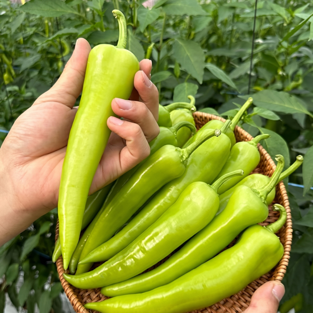 혈당 조절 아삭하고 달큰한 당조 고추 500g 1kg