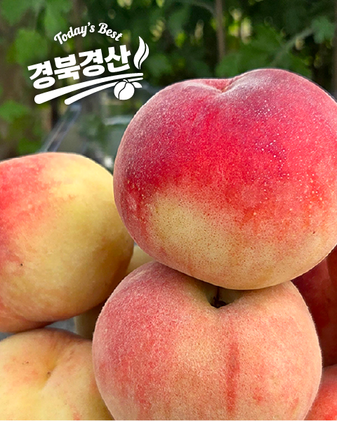 여름 제철 대극천 천도 딱복 유럽형 납작 복숭아
