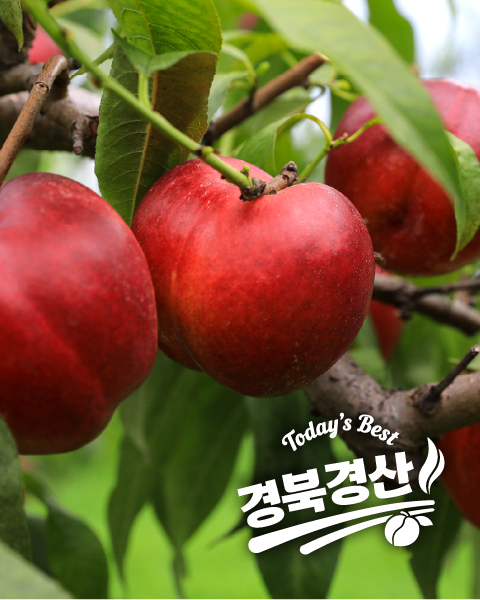여름 제철 대극천 천도 딱복 유럽형 납작 복숭아