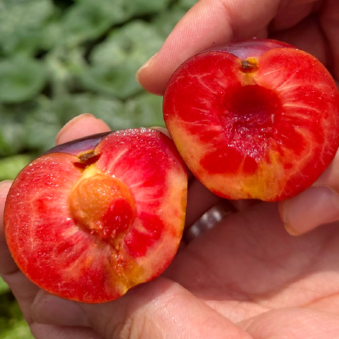 새콤함과 과즙이 살아있는 자두 1kg 2kg