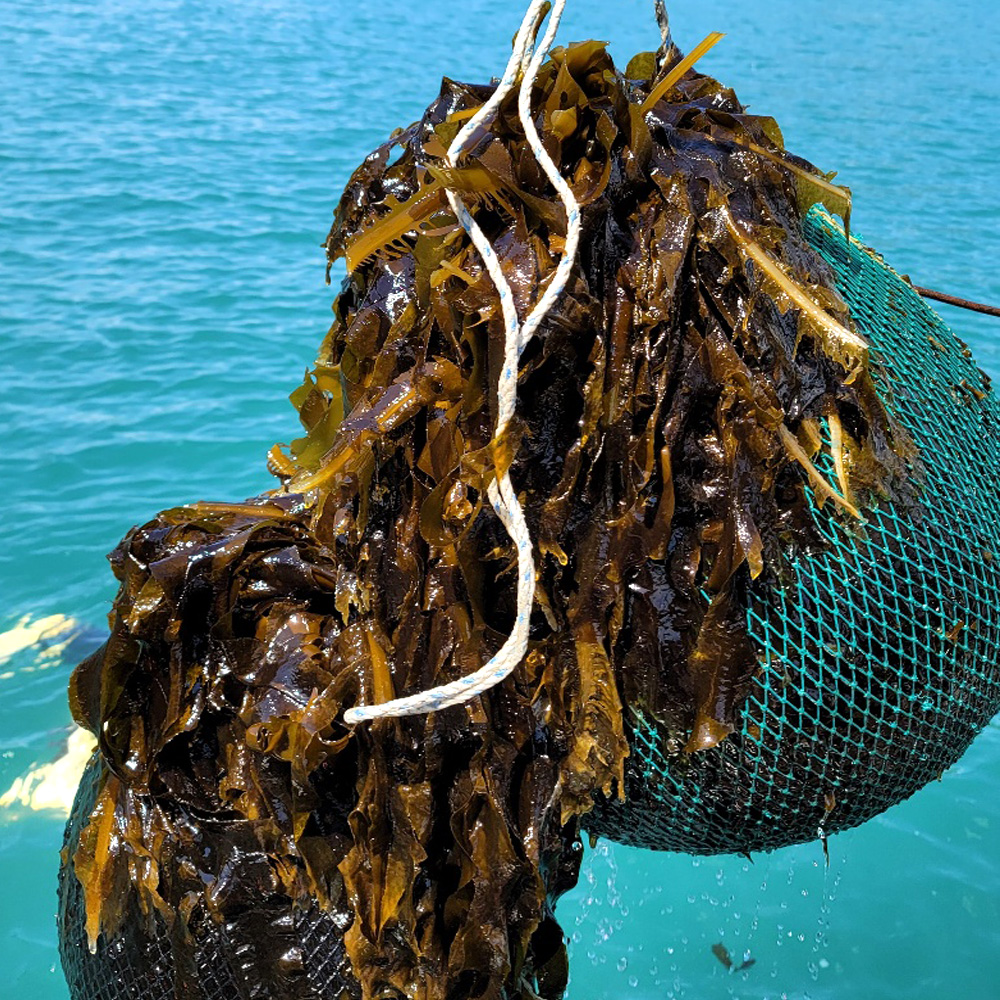 남해 해녀 채취 자연산 손질 생 돌미역 물미역 600g (300g×2팩) 외 급속냉동 산지직송 해녀언니