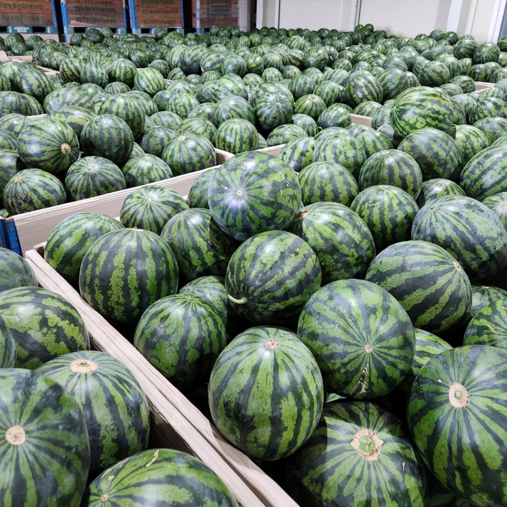 [탐나는맛] 제철과일 당도엄선 후회없는 선택 제주 노지 수박 3-7kg