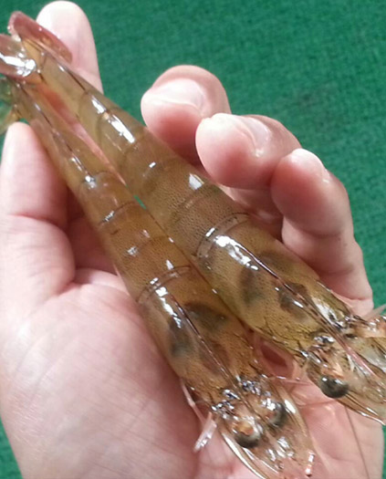 누리웰 신안 흰다리 생새우/국내산 활새우