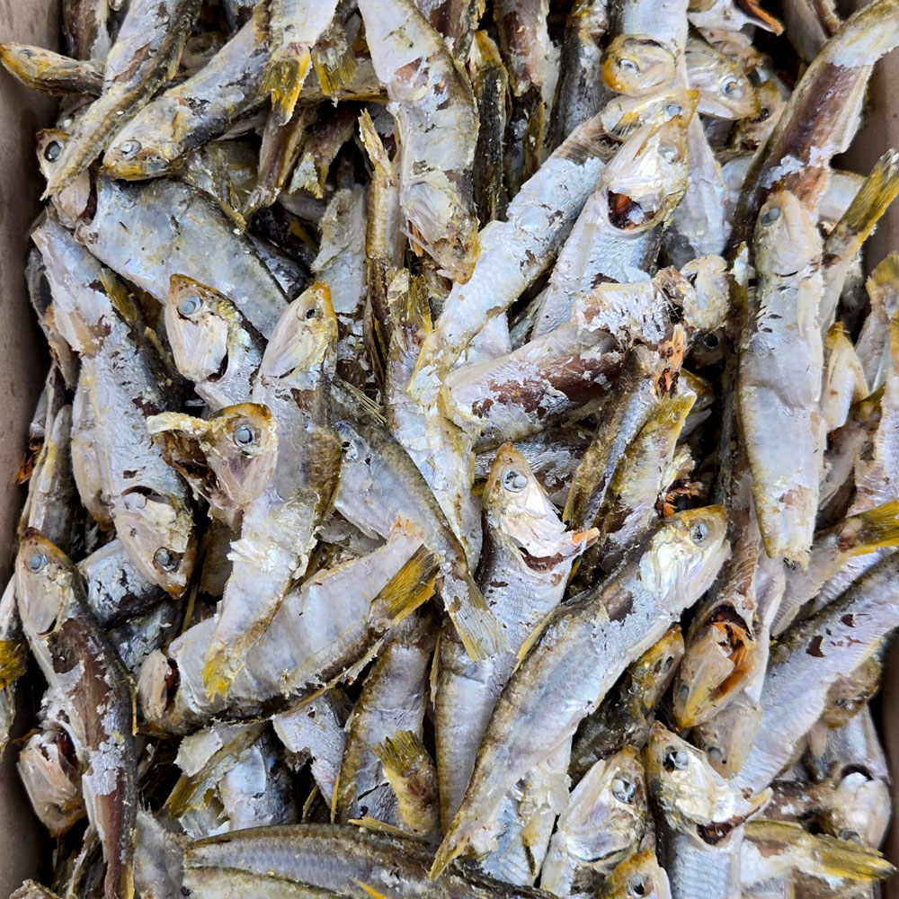 국내산 햇 고노리멸치 1.5kg 최상급 육수용 국물용 멸치 대표이미지 섬네일