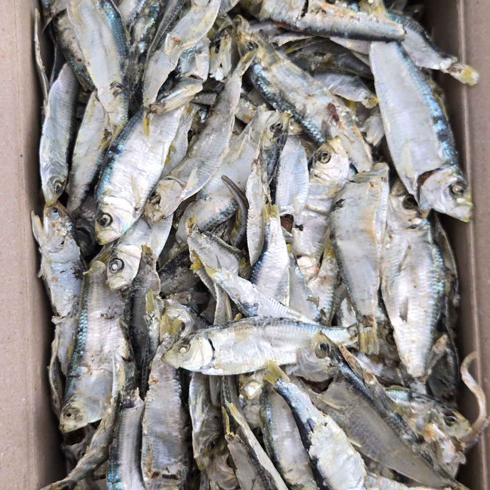 국내산 최상급 햇 디포리멸치 1.5kg 밴댕이 국물용 육수용 멸치 대표이미지 섬네일