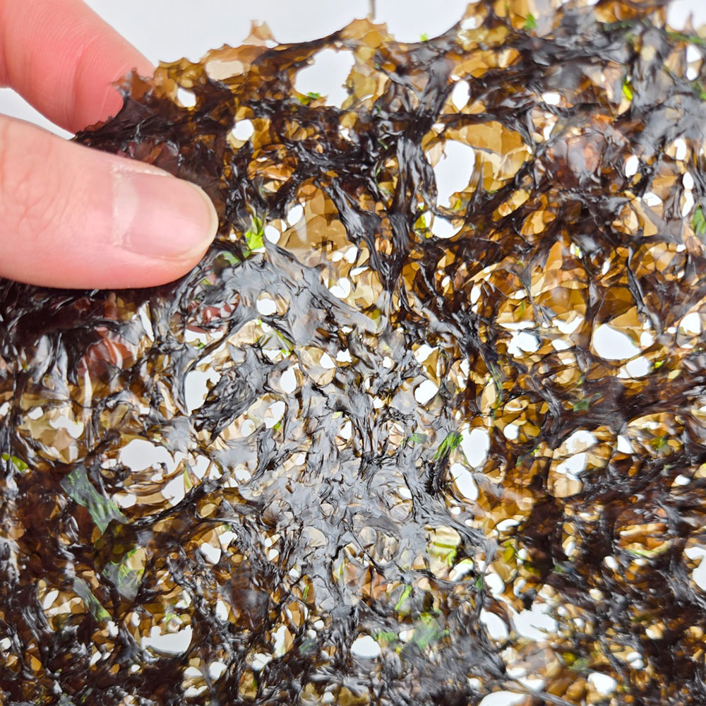 완도 햇 곱창돌김 100매(280g)