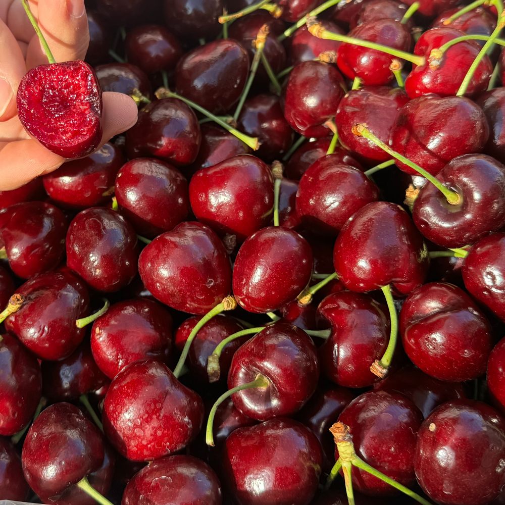 프리미엄 고당도 생체리 중량별 선택 300g 500g 1kg 2kg