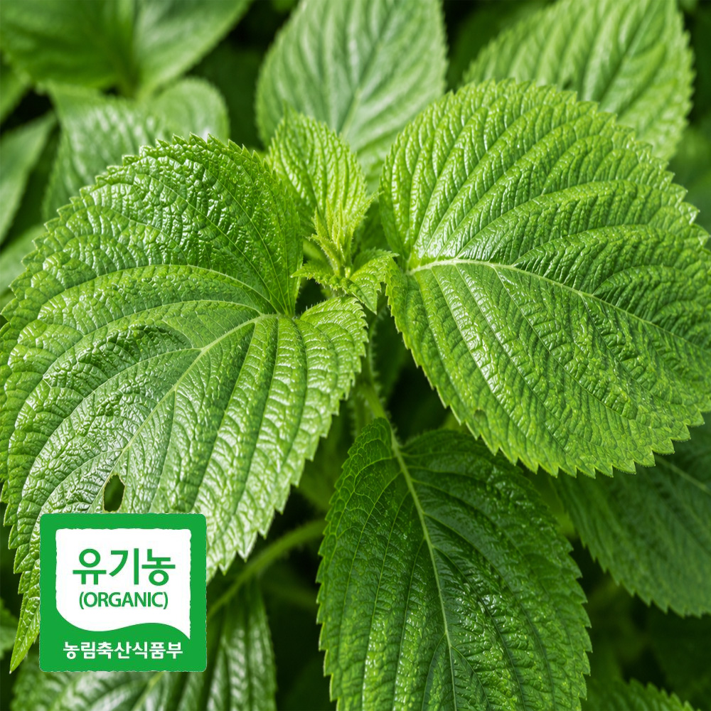 초록초록팜 국내산 유기농 깻잎 500g 외 당일수확 산지직송 향긋한 쌈채소 친환경깻잎 ZU