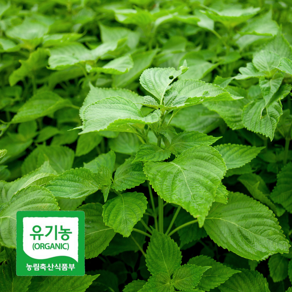 초록초록팜 국내산 유기농 깻잎 500g 외 당일수확 산지직송 향긋한 쌈채소 친환경깻잎 ZU