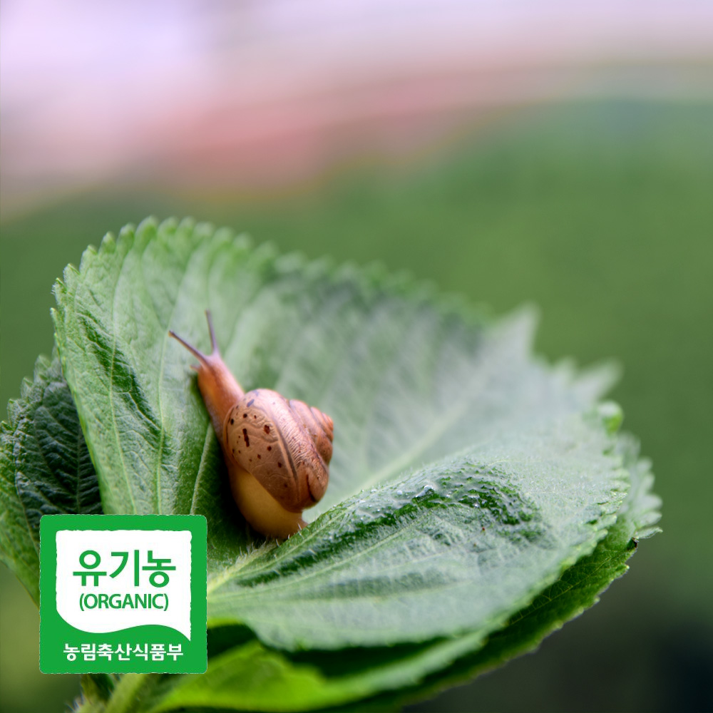 초록초록팜 국내산 유기농 깻잎 500g 외 당일수확 산지직송 향긋한 쌈채소 친환경깻잎 ZU