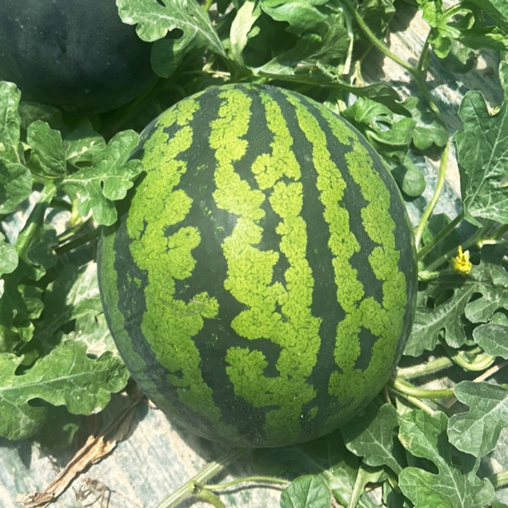 국내산 수박 제철과일 여름 꿀수박 3~8kg