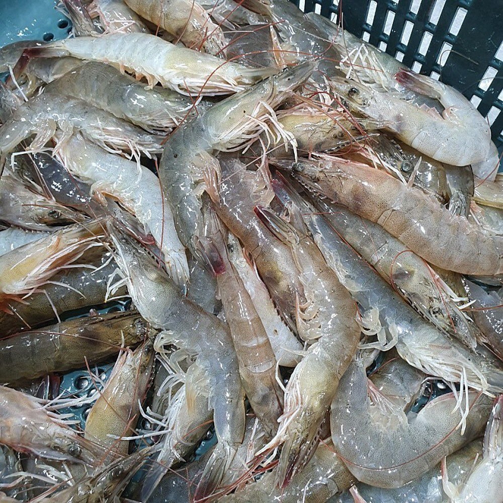 횟감용 활 흰다리새우 1kg 외