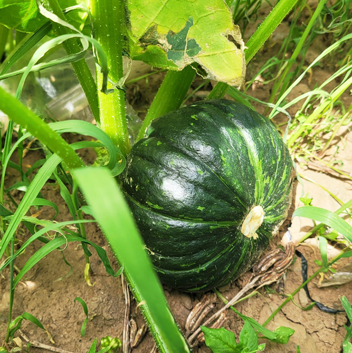제주 밤호박 국내산 보우짱 미니 단호박 밤단호박 2~10kg