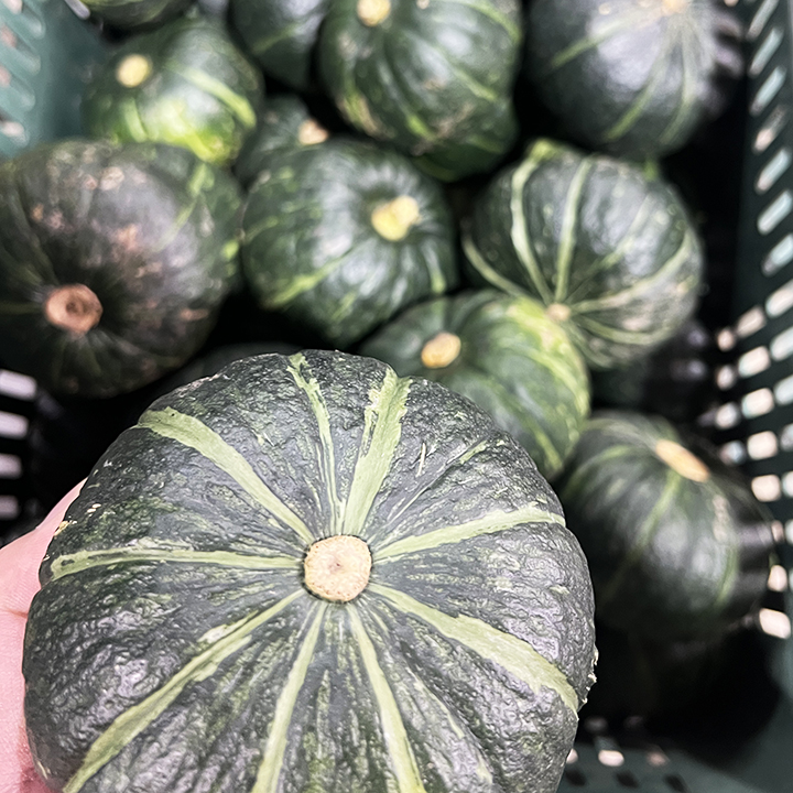 제주 밤호박 국내산 보우짱 미니 단호박 밤단호박 2~10kg