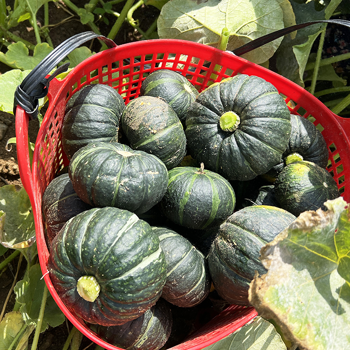 제주 밤호박 국내산 보우짱 미니 단호박 밤단호박 2~10kg