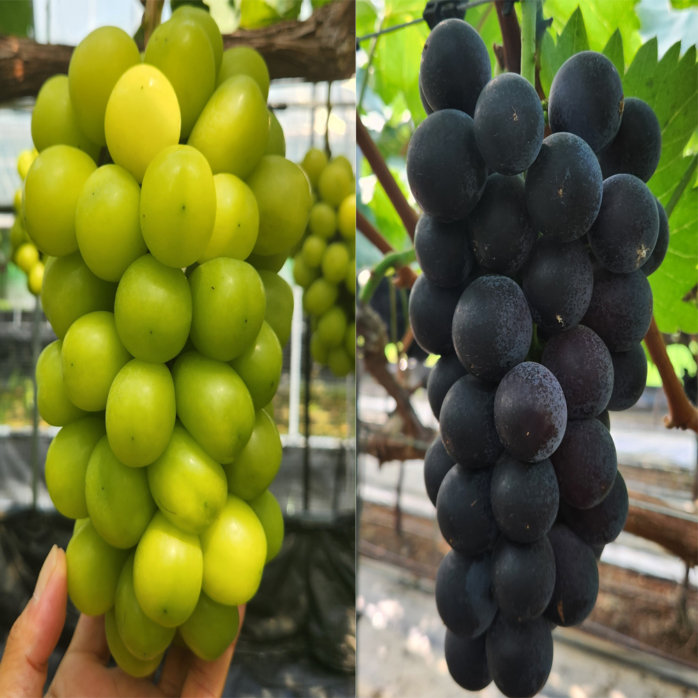 농장직송 김천 고당도 샤인머스켓 씨없는 거봉 1kg~2kg 대표이미지 섬네일