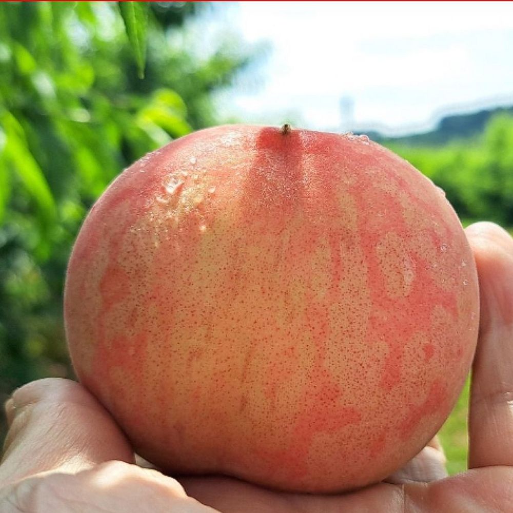국내산 오존수 세척복숭아 세척 바로 먹는 간편한 털복숭아 2kg 4kg