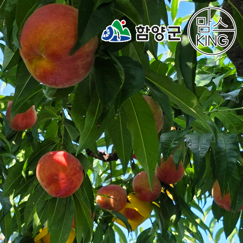 [함양군] 진실농원 지리산 자란 거반도 납작복숭아 1kg/2kg/3kg