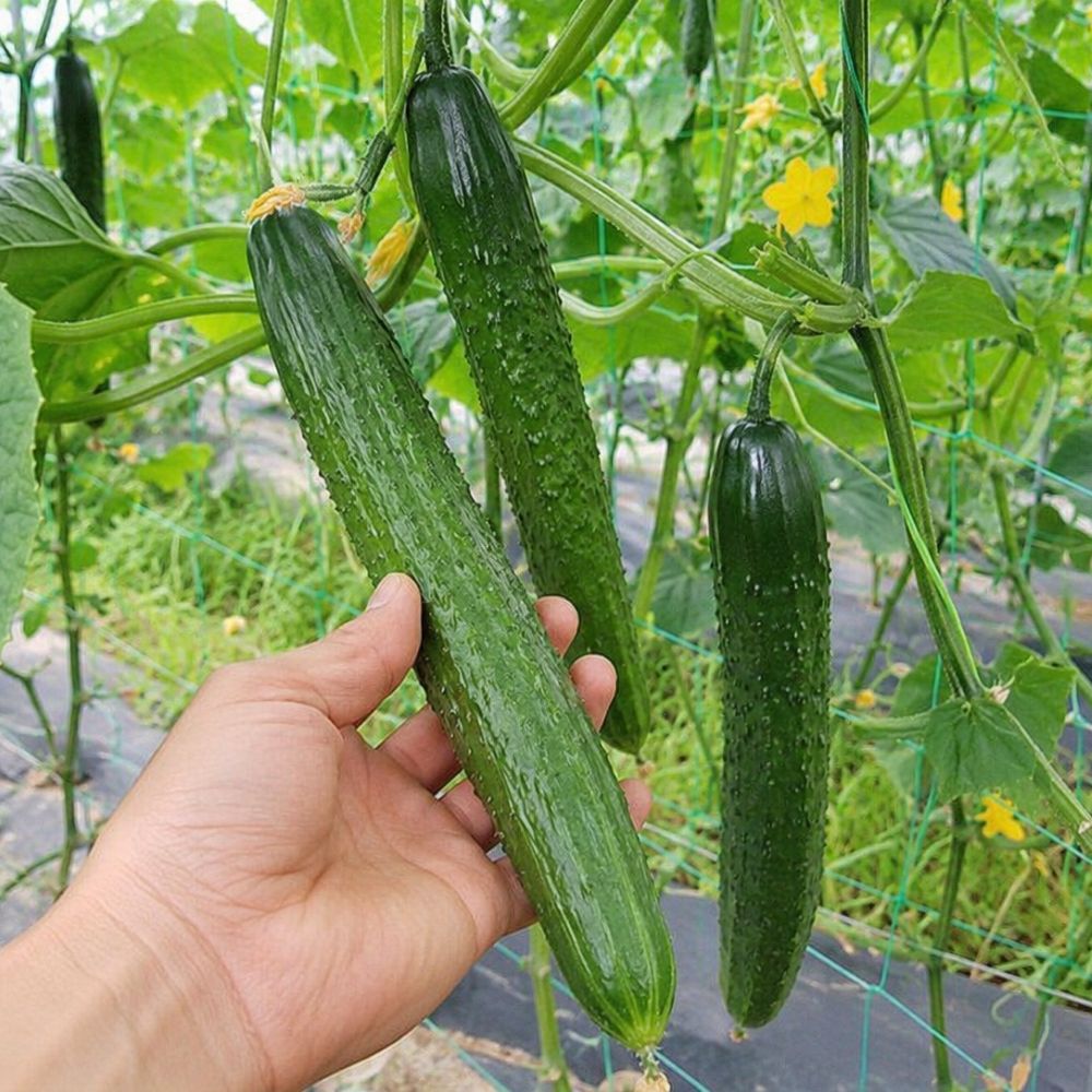 국내산 가시오이 신선 오이 무침 샐러드 생식용 채소 취청오이