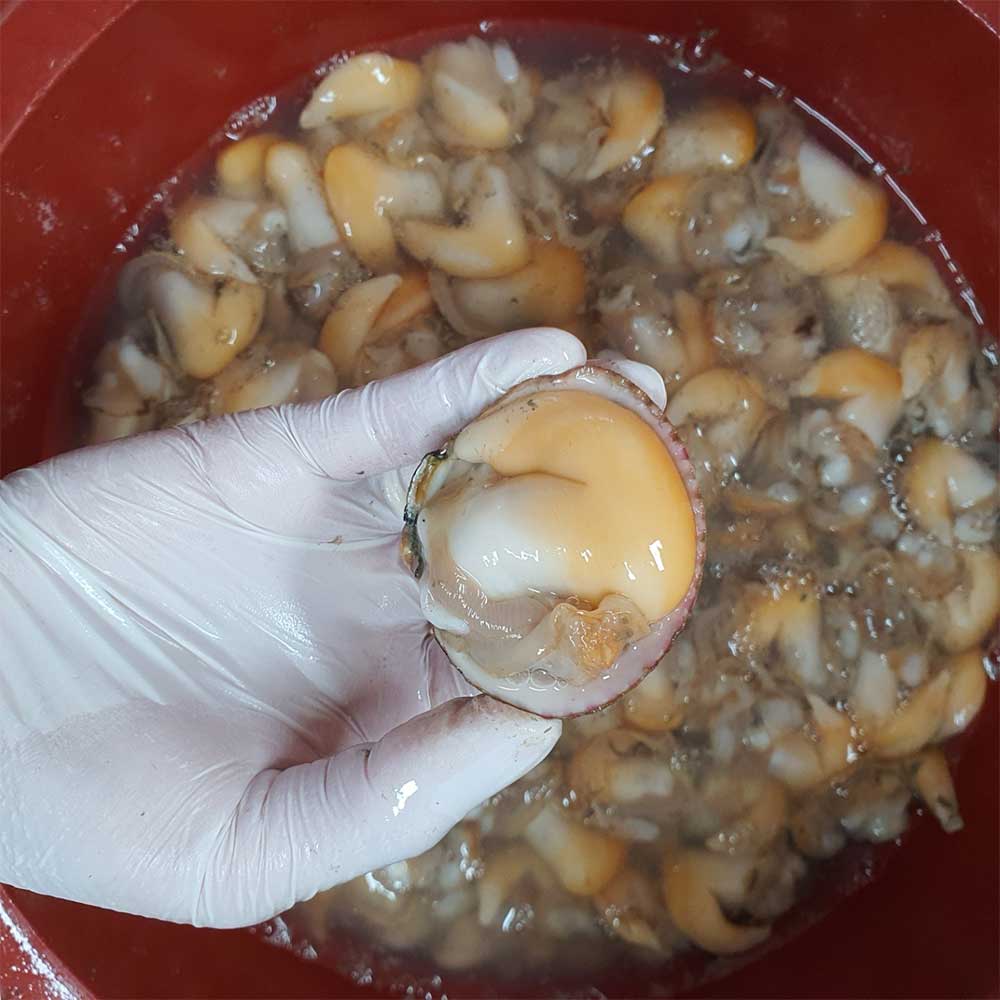 제철에 만나는 신선한 새조개