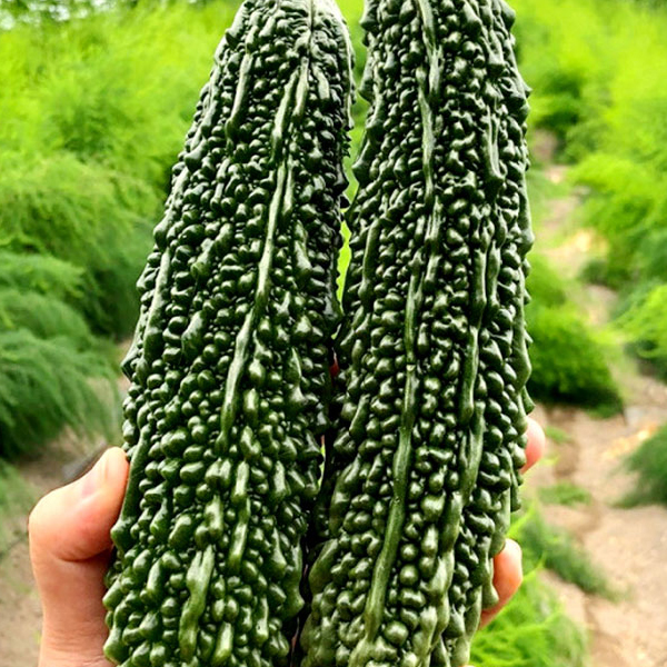 [팜스] 특품 생여주 1kg 외 2종 대표이미지 섬네일