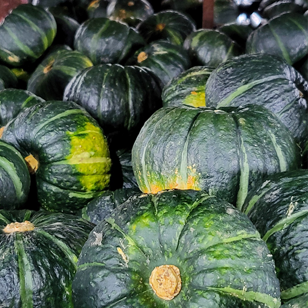 [오커캄스] 국내산 제주 보우짱 밤호박 1~5kg 대표이미지 섬네일