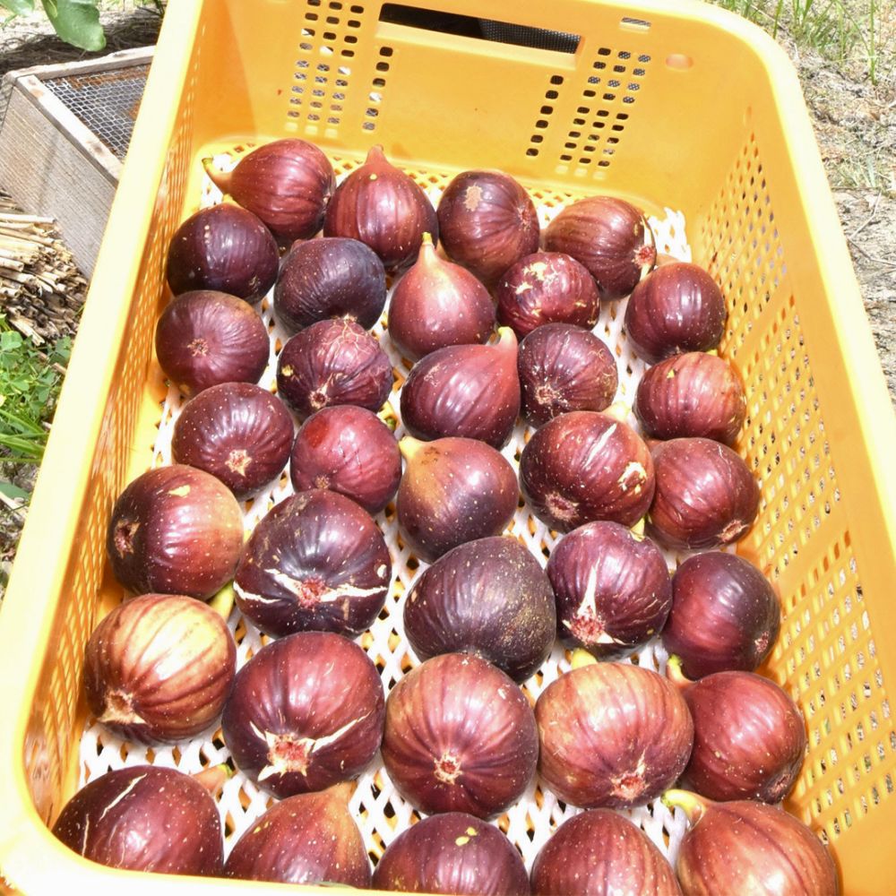 국내산 친환경 무화과 제철 무농약 유기농 인증 생무화과 500g 1kg 1.5kg