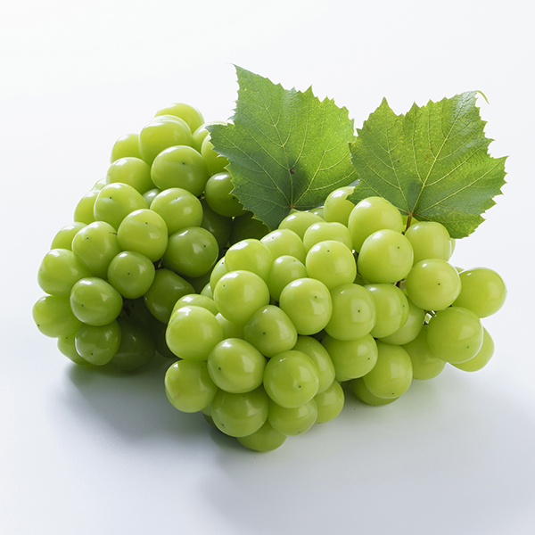 [고당도] 프리미엄 망고포도 샤인머스켓 샤인머스캣1kg/2kg/4kg