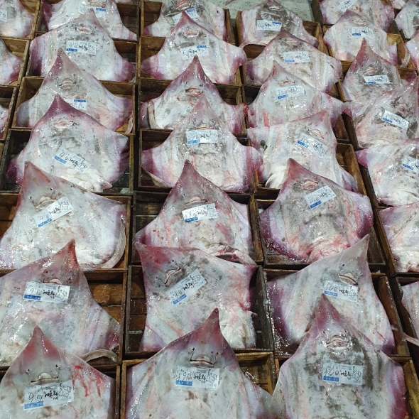 [오커성공] 흑산도 홍어 국내산 홍어 250g 500g 1kg 숙성도 택 1