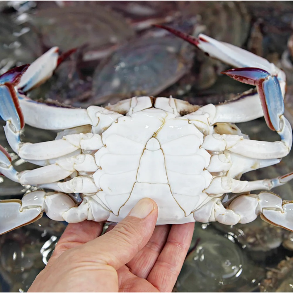 당일조업 제철 빙장 활 숫꽃게 1kg 3-5미 외