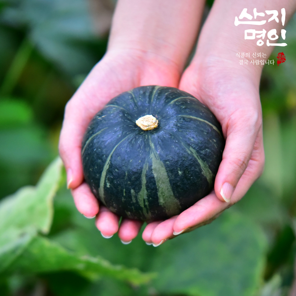 [산지명인] 국내산 햇 미니 밤호박 2kg 특품 보우짱